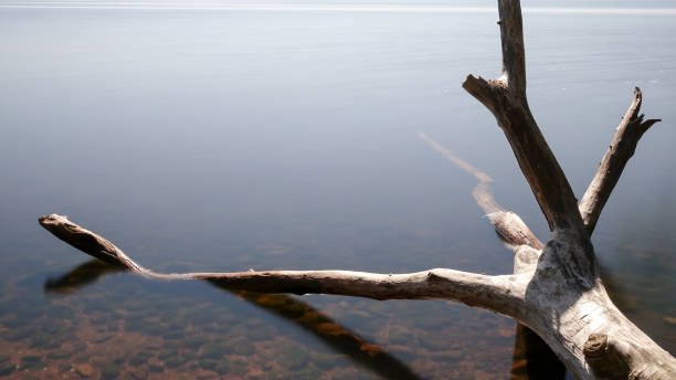 istock Beautiful dead tree trunk / branch laying in a lake 959915802
