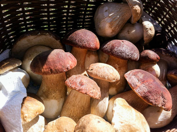 istock Mushrooms in a basket 959918864