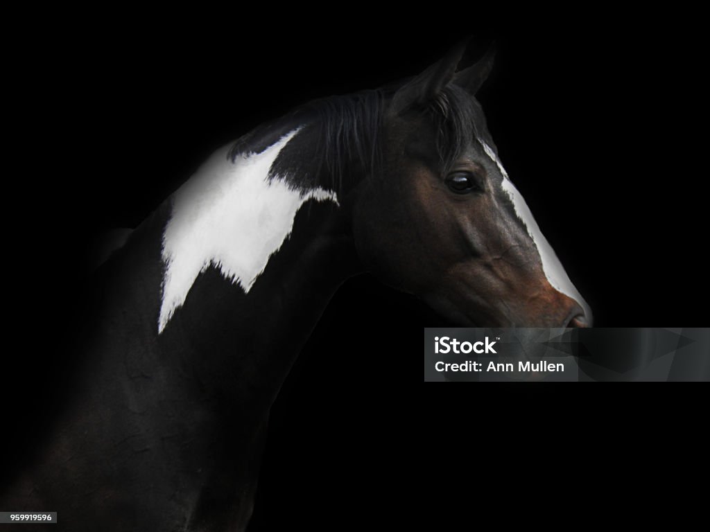 Skewbald Horse Portrait of a Skewbald Horse against a black backgound Horse Stock Photo
