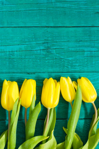 istock Beautiful fresh yellow tulips 959922636