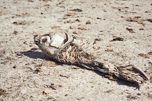 Shot of a deceased fish lying on a patch of dry ground during the day where a dam use to be
