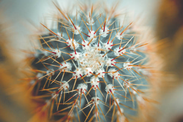 istock Colored cacti in spring in nature, Israel. Macro shot. 959925054