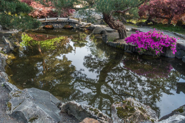 istock Japanese Garden Pond 6 959927130