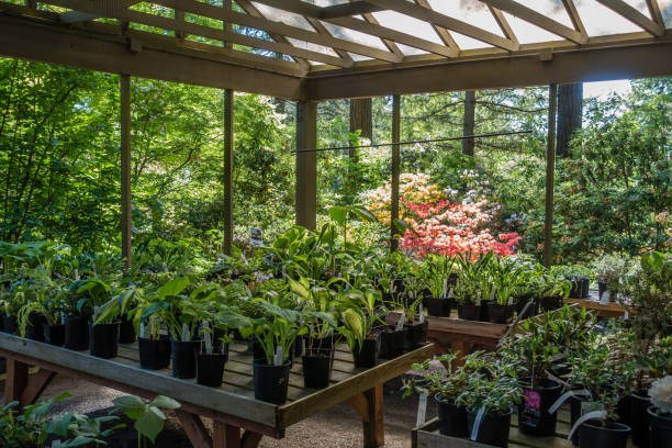 istock Plants For Sale 959927168