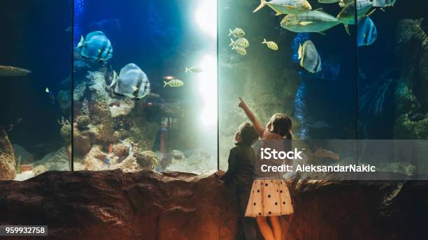 Bambini Alla Scoperta Del Mondo Sottomarino - Fotografie stock e altre immagini di Bambino - Bambino, Museo, Zoo - Struttura con animali in cattività