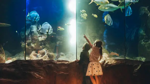 Photo of a two children, discovering underwater world in an aquarium // wide photo dimensions