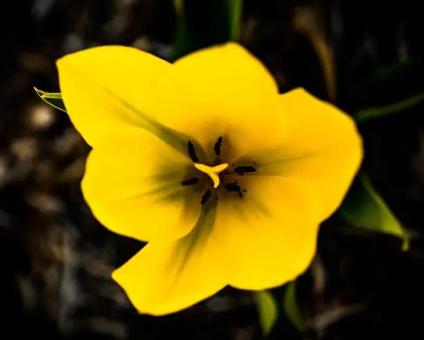 Macro shot of a spring flower at a Botanical Garden
