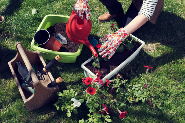 istock Watering planted red flowers 959933804