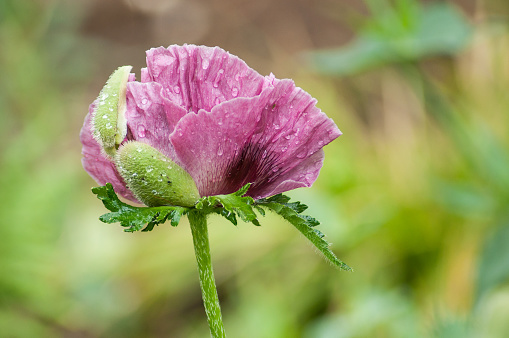 closeup of rain drops on purple poppy in public garden