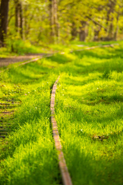 rails out of order overgrown with green grass