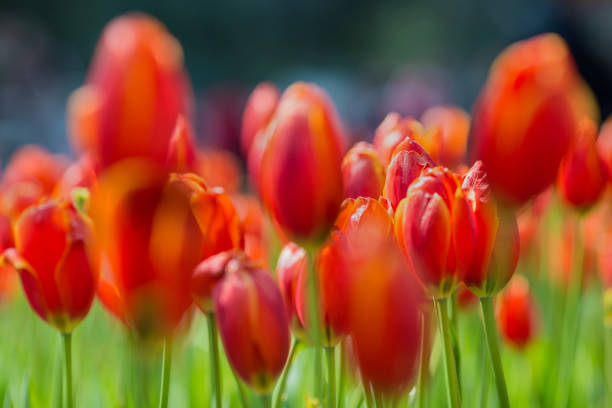 istock Blooming red tulips in garden 959937462