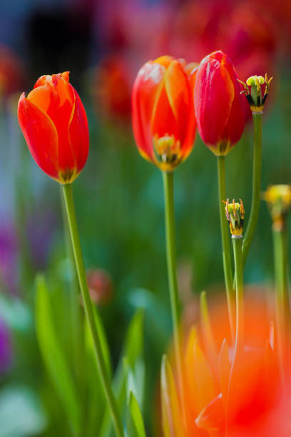 istock Blooming red tulips in garden 959937470