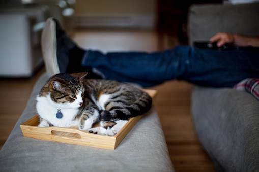 animal, domestic cat, relaxation, tray, home interior