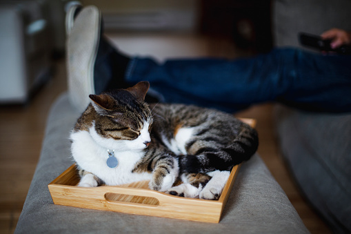animal, domestic cat, relaxation, tray, home interior