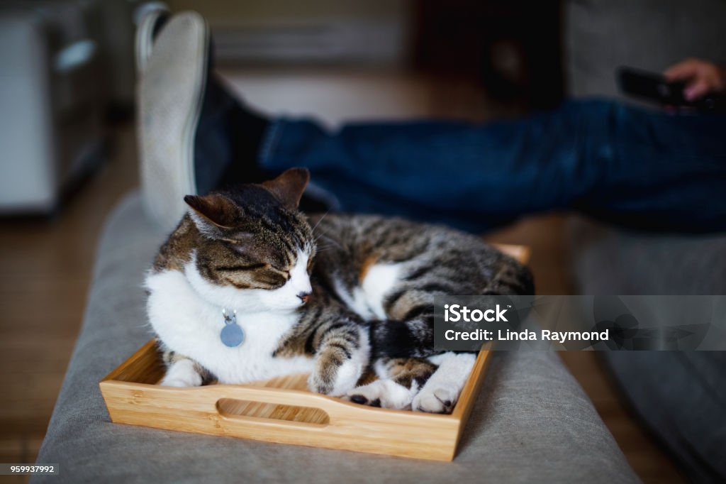 Cat sleeping in a tray animal, domestic cat, relaxation, tray, home interior Domestic Cat Stock Photo