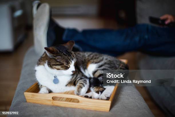 Cat Sleeping In A Tray Stock Photo - Download Image Now - Domestic Cat, Animal, Animal Body Part