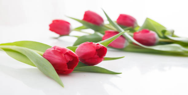 istock Red tulips close up on white background 959938304
