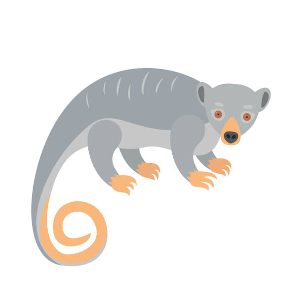 Cute couscous on white background. Cute couscous on white background. Vector illustration. opossum silhouette stock illustrations