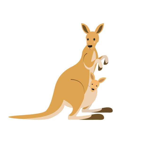 ilustraciones, imágenes clip art, dibujos animados e iconos de stock de lindo canguro sobre fondo blanco. - little wallaby