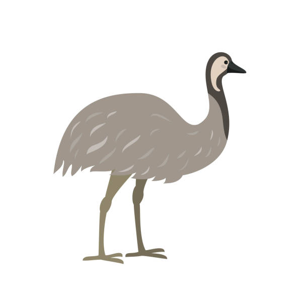 Australian bird emu on white background. Australian bird emu on white background. Vector illustration. ostrich silhouette stock illustrations