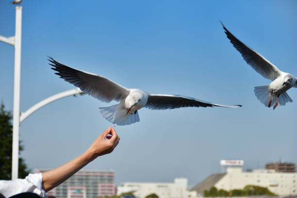 istock Seagull receiving food 959938656