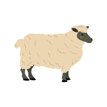 Cute sheep on white background. Vector illustration.