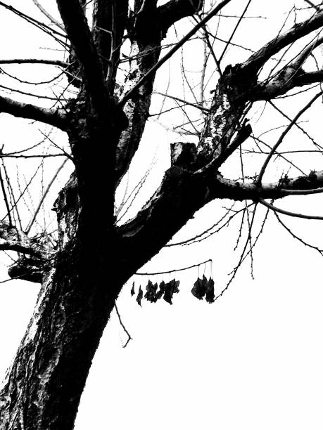 A grayscale shot of an old tree trunk