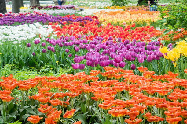 istock colorful tulips flowers blooming in a garden 959943314