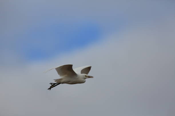 istock cattle egret (Bubulcus ibis) New Mexico  Bosque del Apache National Wildlife Refuge 959952420