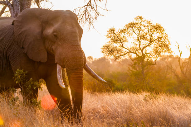 afrikanische busch elefanten im krüger nationalpark, südafrika - kruger national park sunrise south africa africa stock-fotos und bilder