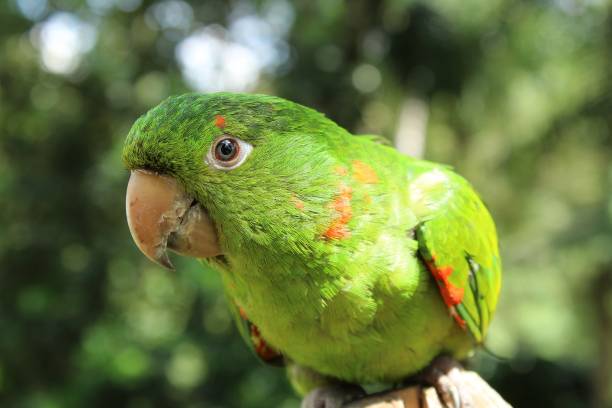 Macaranã (Psittacara leucophtalmus) Bird parrot of the parrots in Brazil, very social with human beings. green parakeet stock pictures, royalty-free photos & images