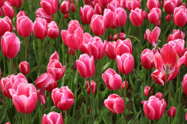 istock Pink tulip in green garden 959953254