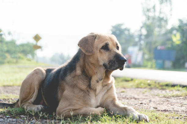 istock Dog playing outdoors in the grass on a sunny summer day. 959956662