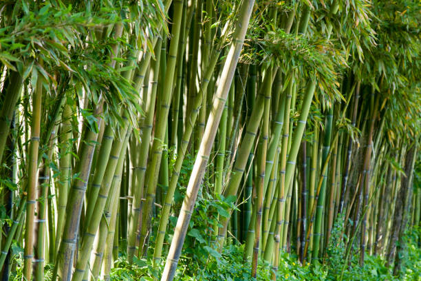 istock Bamboo forest in Anduze France 959958026