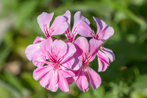istock Pink geranium flowers in bloom in garden. 959960474