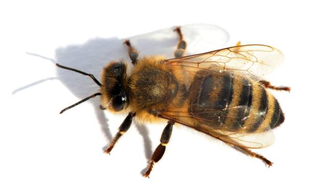 istock bee or honeybee in Latin Apis Mellifera 959960712