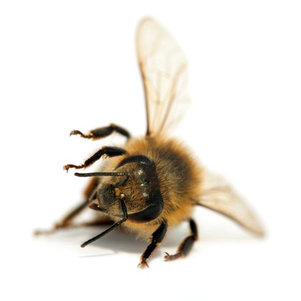 istock bee or honeybee in Latin Apis Mellifera 959961736