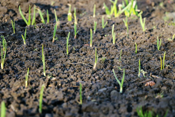 eine kleine jungpflanzen in flachem gelände - barley grass seedling green stock-fotos und bilder