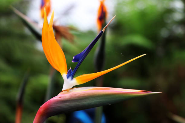 In greenhouse, in Glasgow, A three colorful flower named Strelitzia reginae In greenhouse, in Glasgow, A three colorful flower named Strelitzia reginae with blurred background kew gardens spring stock pictures, royalty-free photos & images