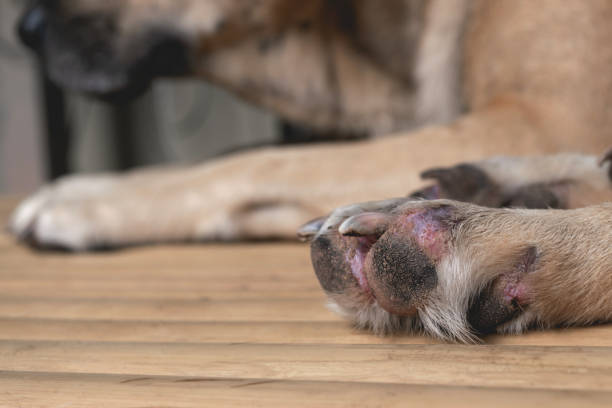 Why Are My Dogs Feet Turning Black - Release Date Price Reviews