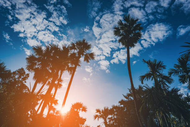istock Silhouette coconut palm trees on beach at sunset. Vintage tone. 959971590