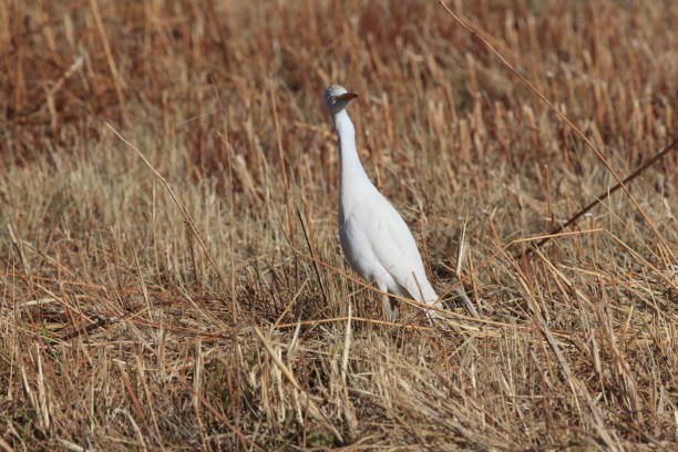istock cattle egret (Bubulcus ibis) New Mexico  Bosque del Apache National Wildlife Refuge 959974344