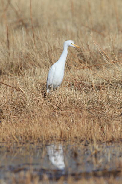 istock cattle egret (Bubulcus ibis) New Mexico  Bosque del Apache National Wildlife Refuge 959978100