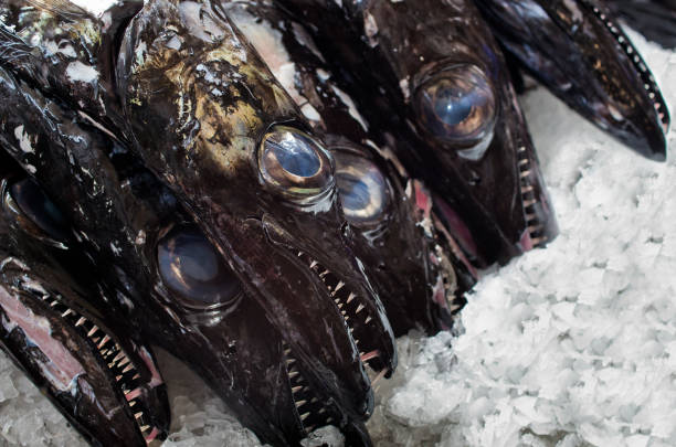 Espada fishes, Madeira island, Portugal Espada fishes - Madeira island, Portugal scabbardfish stock pictures, royalty-free photos & images