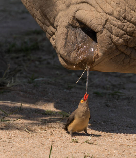 Red billed Oxpecker drinking rhino drool