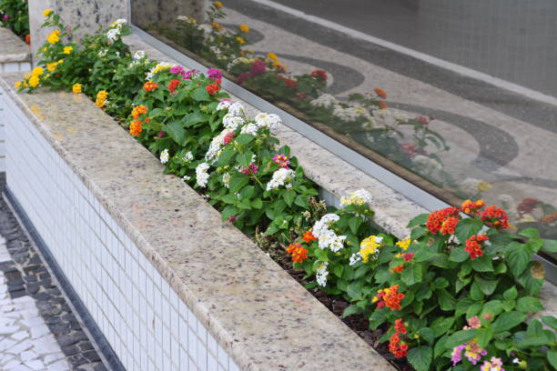 istock Beautiful Lantana Flower 959979050