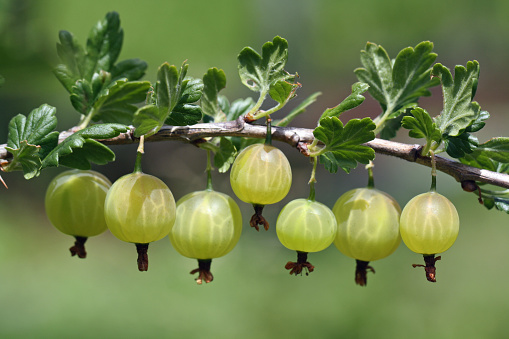 close up of gooseberries in a line