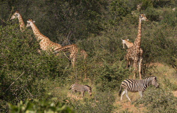 istock Giraffes, South Africa 959979162
