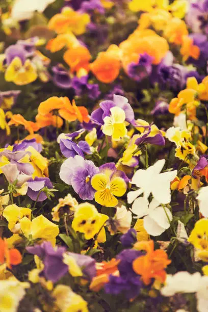 Multicolor pansy flowers or pansies as background or card. Field of colorful pansies with white yellow and violet pansy flowers. Mixed pansies on flowerbed in perspective with detail of pansy flowers