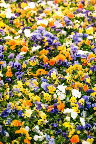 Multicolor pansy flowers or pansies as background or card. Field of colorful pansies with white yellow and violet pansy flowers. Mixed pansies on flowerbed in perspective with detail of pansy flowers